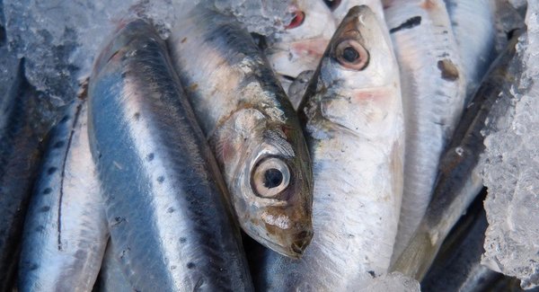 Les sardines et les anchois de plus en plus petits - Sciences et Avenir