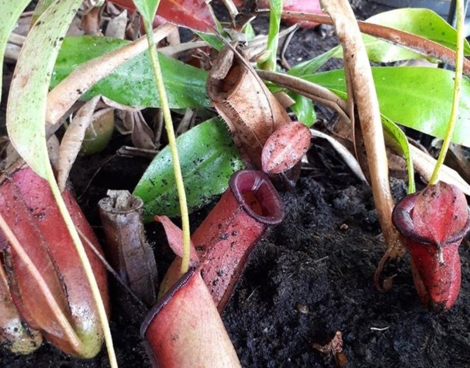 Plantes carnivores - Jardin Botanique Henri Gaussen