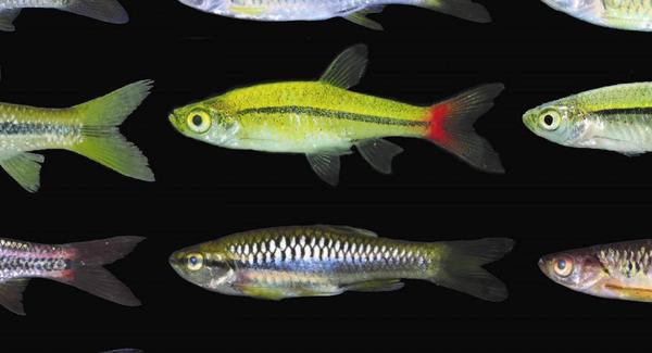 Lg diversit%c3%a9 des poissons rasborinae