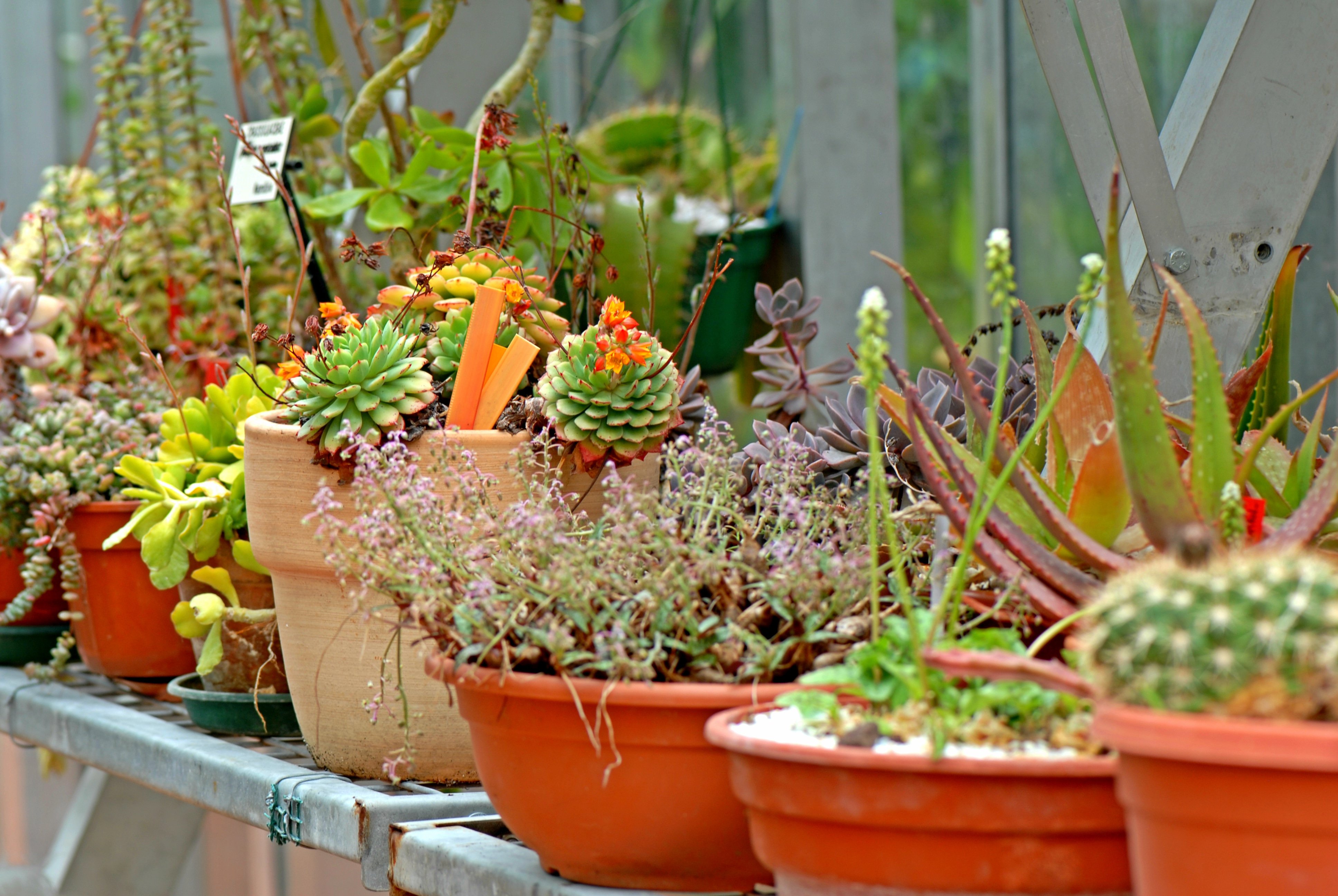 Plantes succulentes ©SCECCP