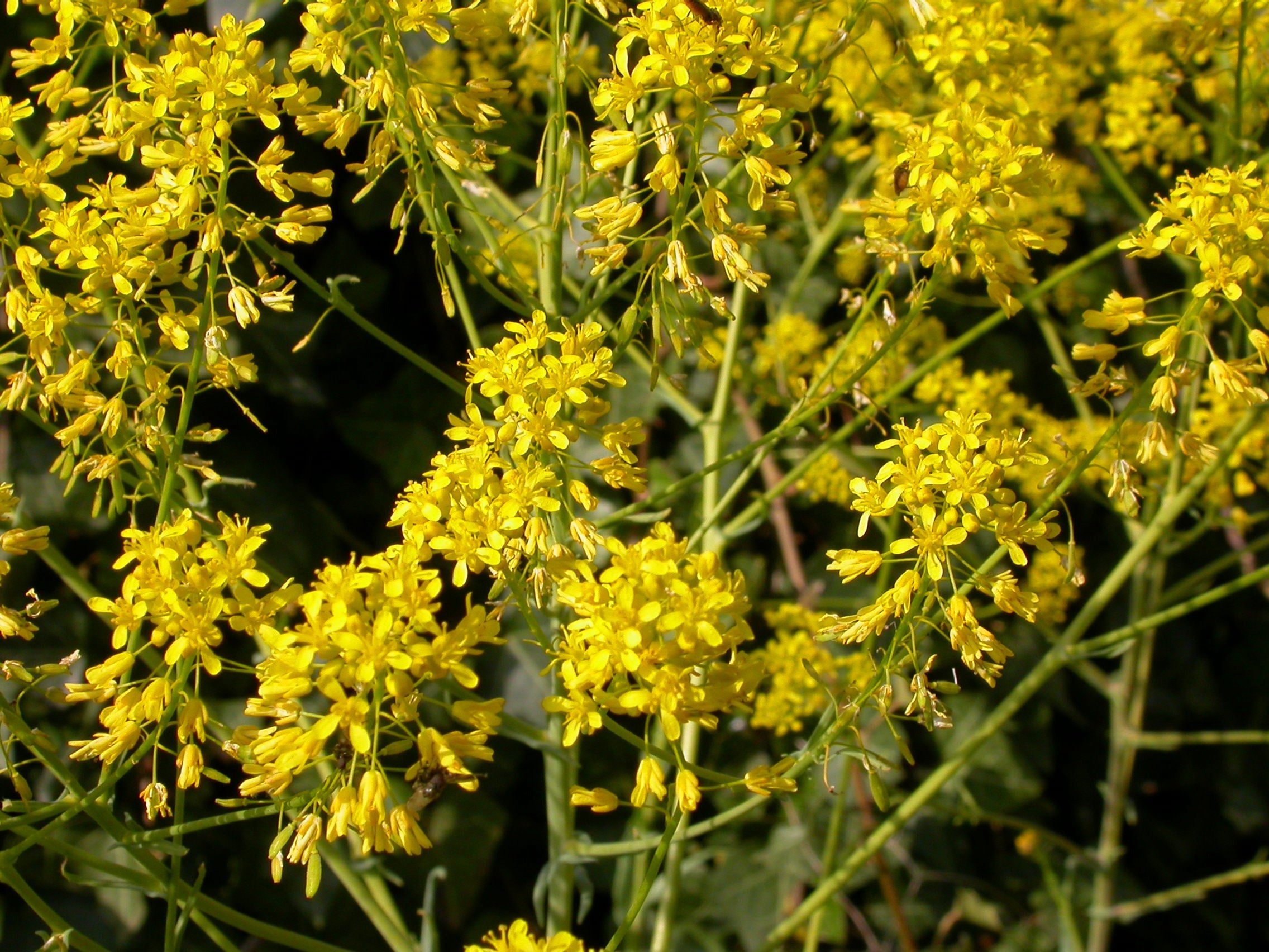 Isatis tinctoria