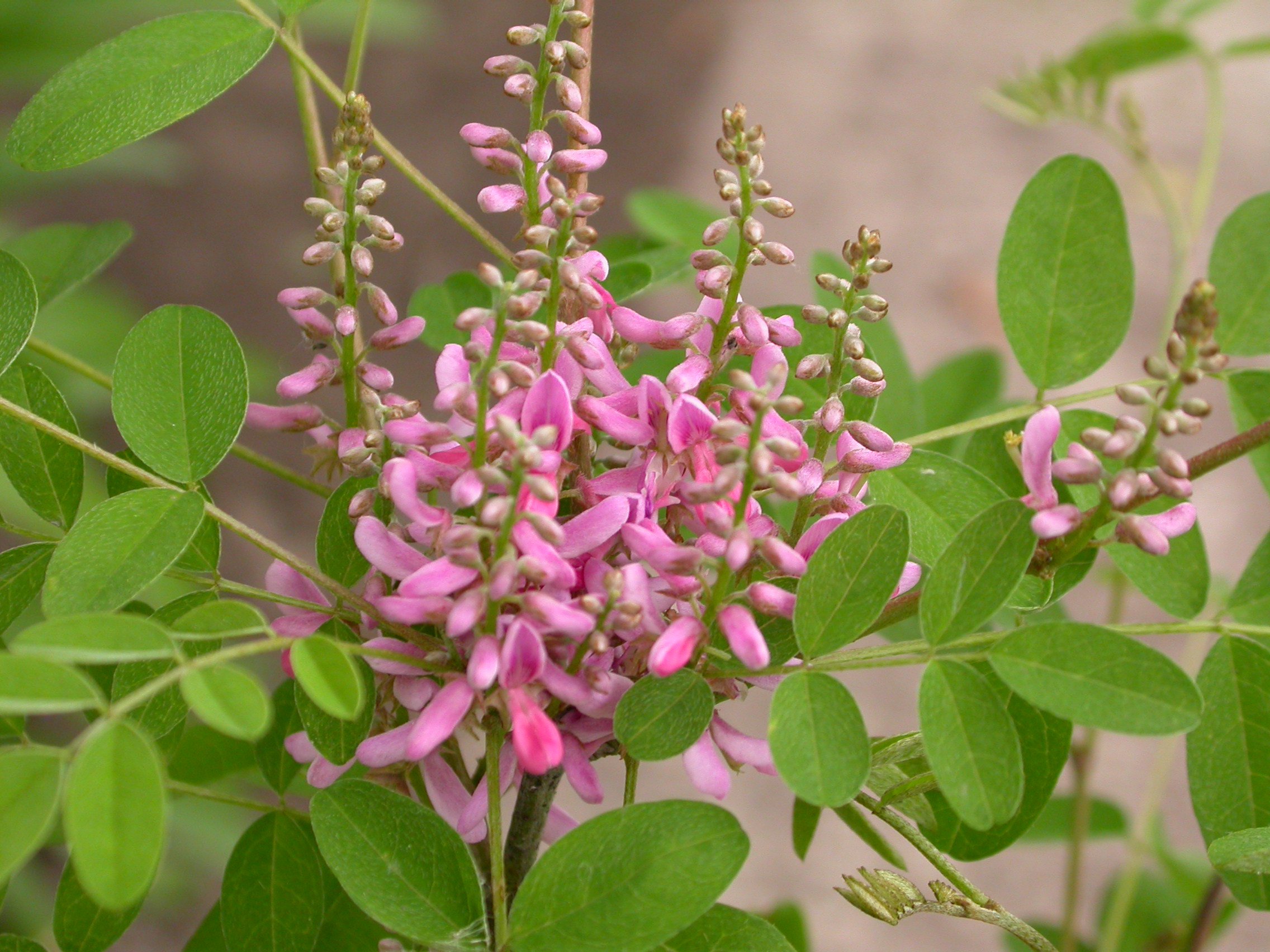 Indigofera tinctoria