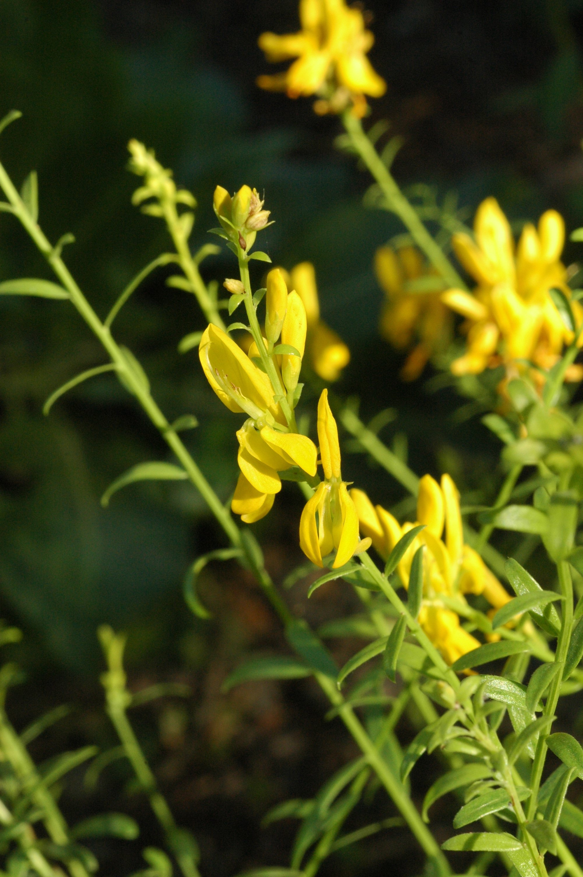 Genista tinctoria