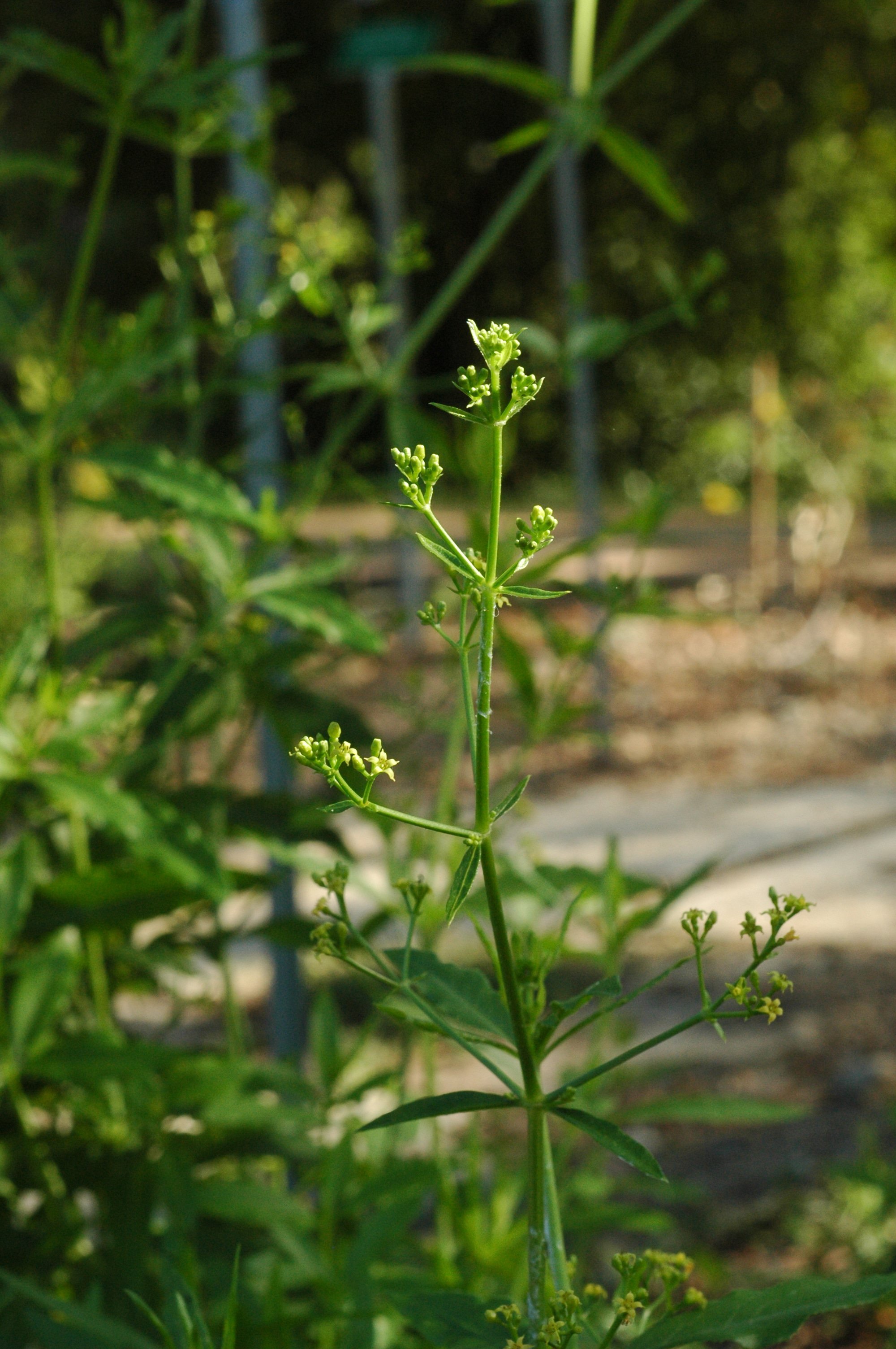 Rubia tinctoria