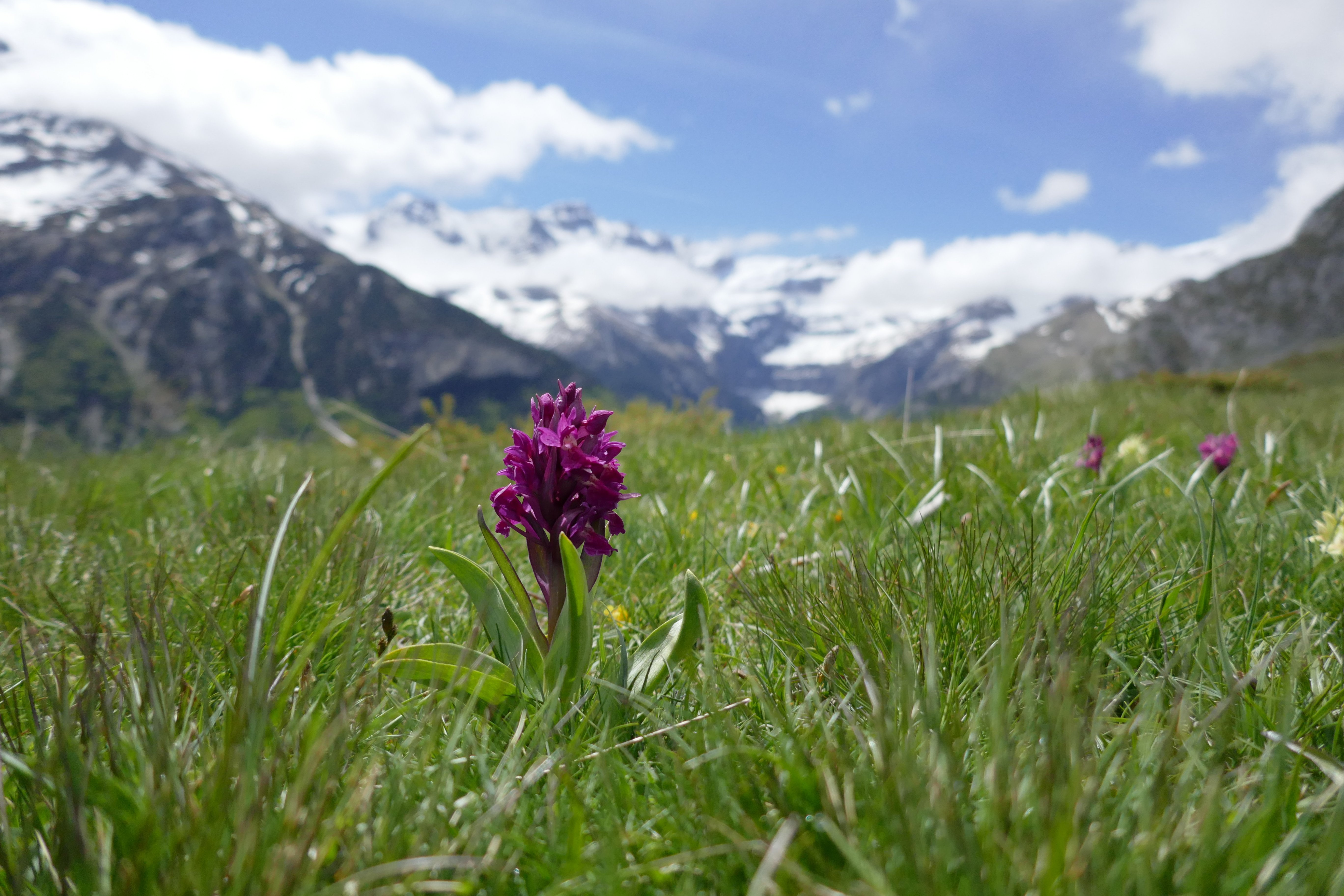 Dactylorhiza sambucina - Orchis sureau