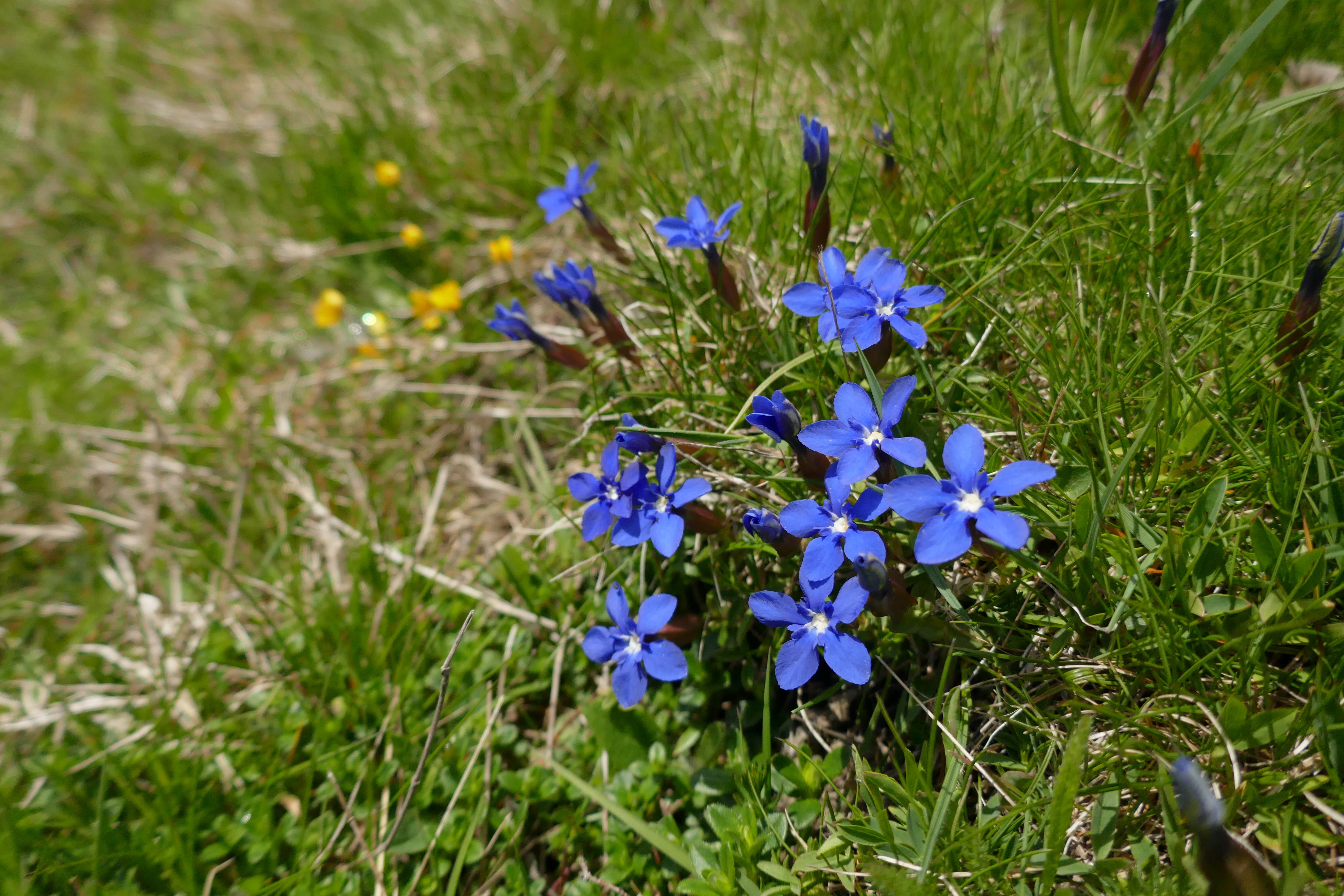 Gentiana verna