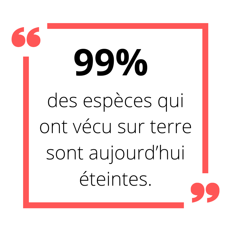 99% des espèces qui ont vécu sur terre sont aujourd'hui éteintes