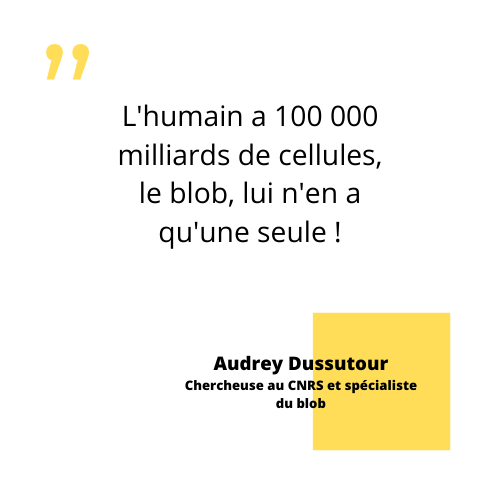 Citation Audrey Dussutour