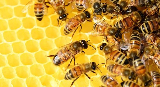 Lg decouverte ruche abeilles gaillac juin 2019 zoom