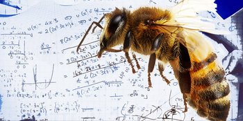 Xl 210210 l intelligence des abeilles tarbes