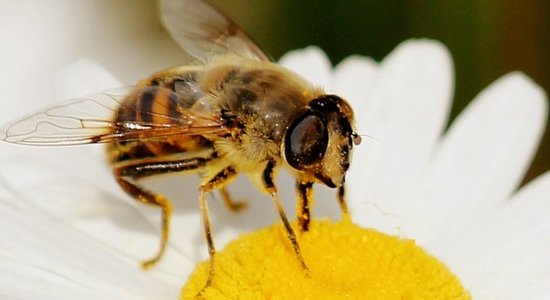 Lg abeille pollinisateur gettyimages 562899247