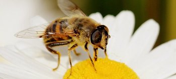 Xl abeille pollinisateur gettyimages 562899247