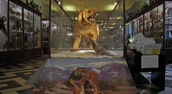 Lg tigre musee histoire naturelle nimes